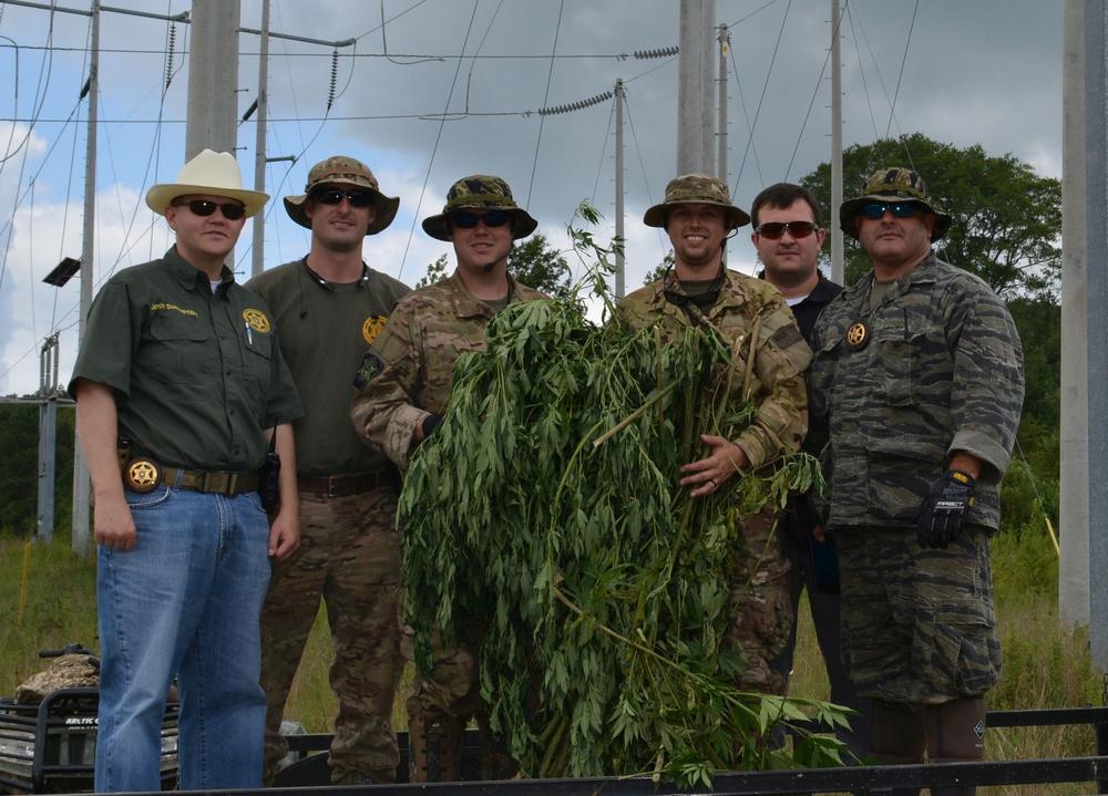 a marijuana plant seized with assistance from the Alabama Law Enforcement Agency