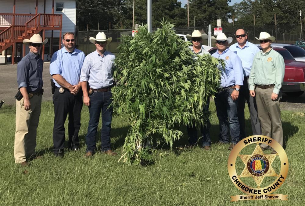 Marijuana plant seized during investigation