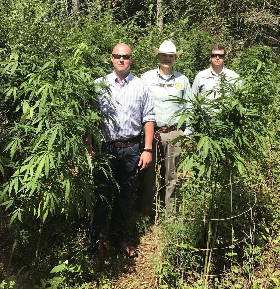 Field of marijuana plants found growing near Lindsey's Store