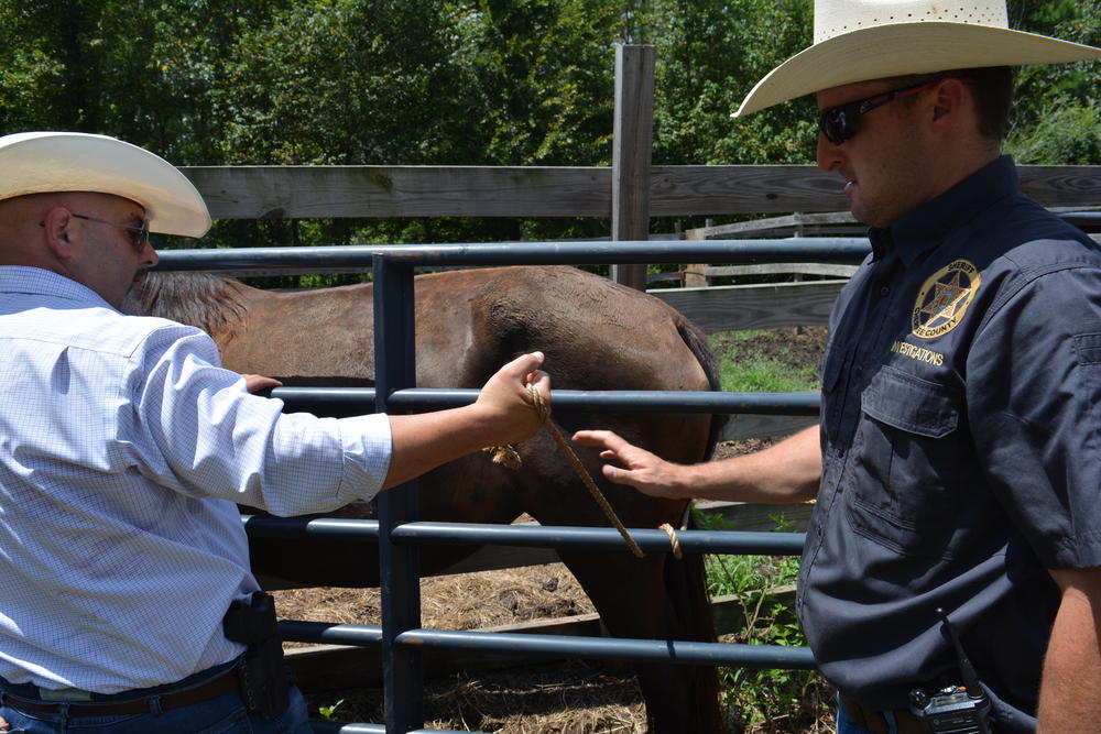 horse being examined by county vet