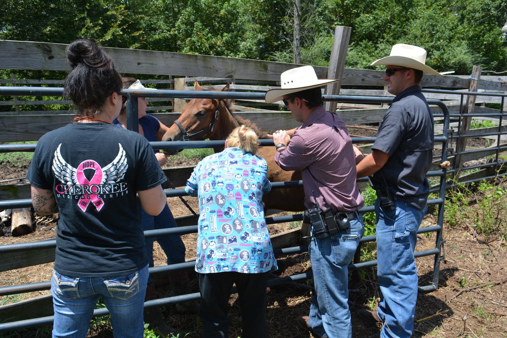 Horse being examined by vet staff